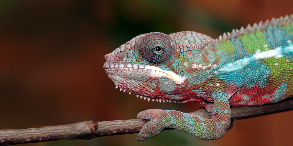 Does Your Business have a Disruptive Marketing Strategy?